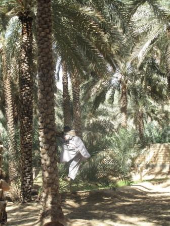Fot. 61 Oaza Al Ain – pokaz wspinaczki na palmę daktylową