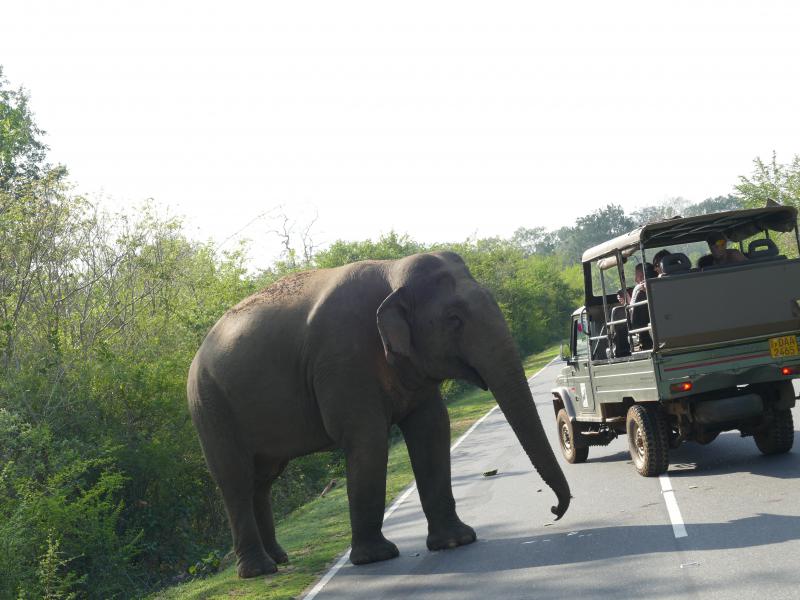 Niespodziewane spotkanie z dzikim słoniem