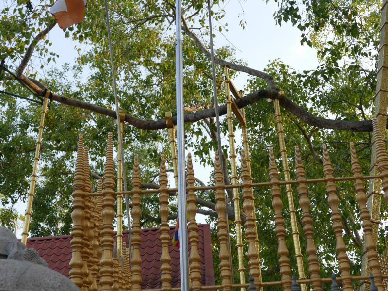 Buddyjski klasztor Mahavihara. Drzewo Sri Maha Bodhi liczące 2200 lat i jego święty konar