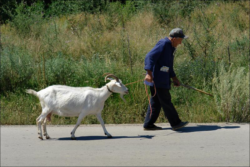 Bułgaria dziadek z koza 