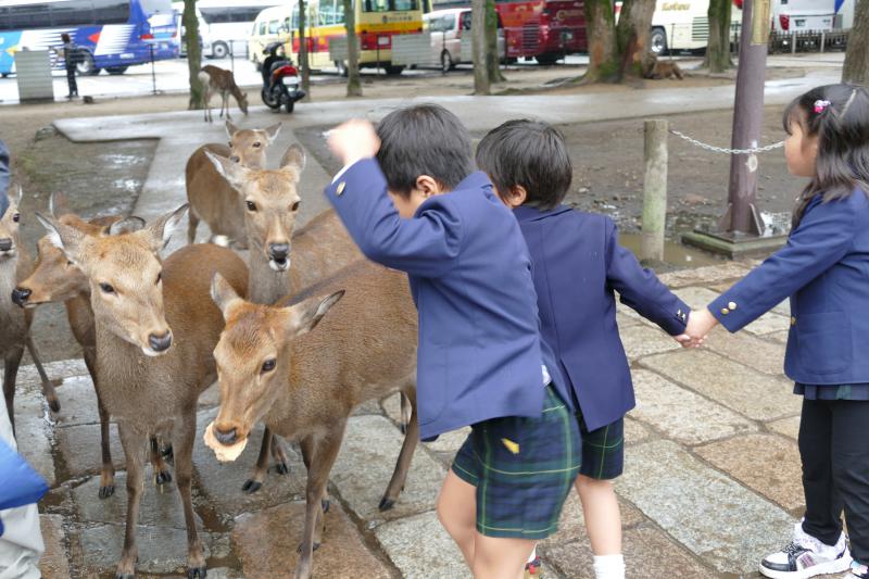 Dziecięca radość. Karmienie danieli przed świątynią Todaiji w parku Nara
