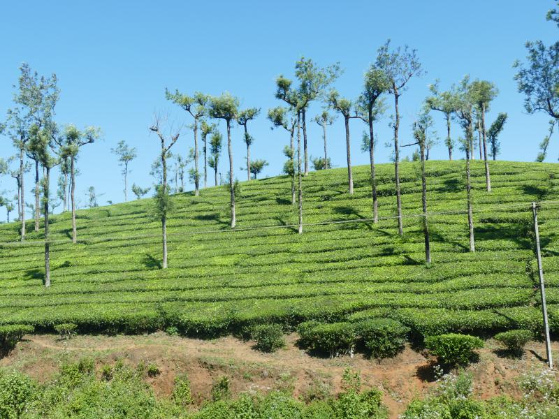 Wzgórza Kardamonowe.  Plantacje herbaty