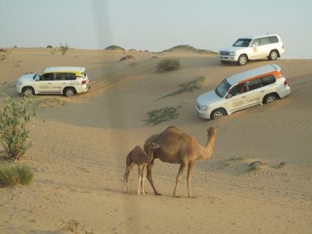 Fot. 40 Pustynne safari nie płoszy wielbłądów