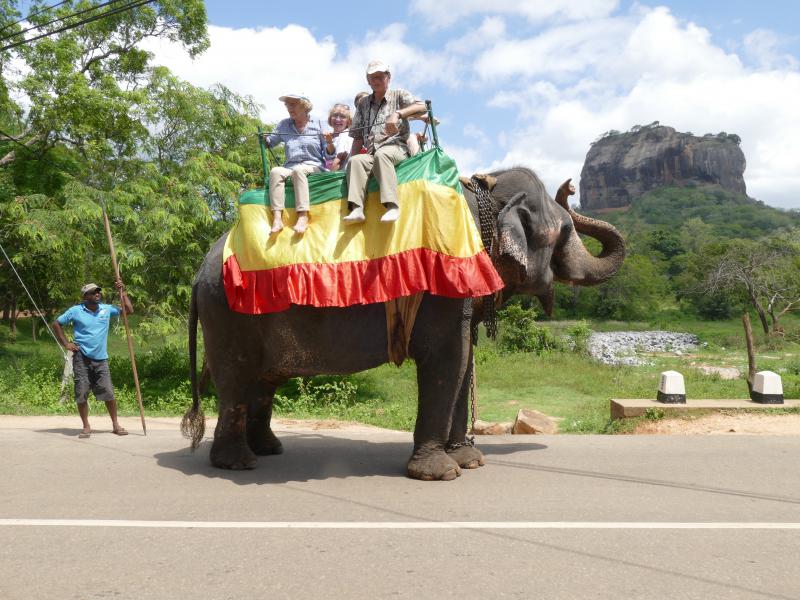 Słoń  na usługach turystów
