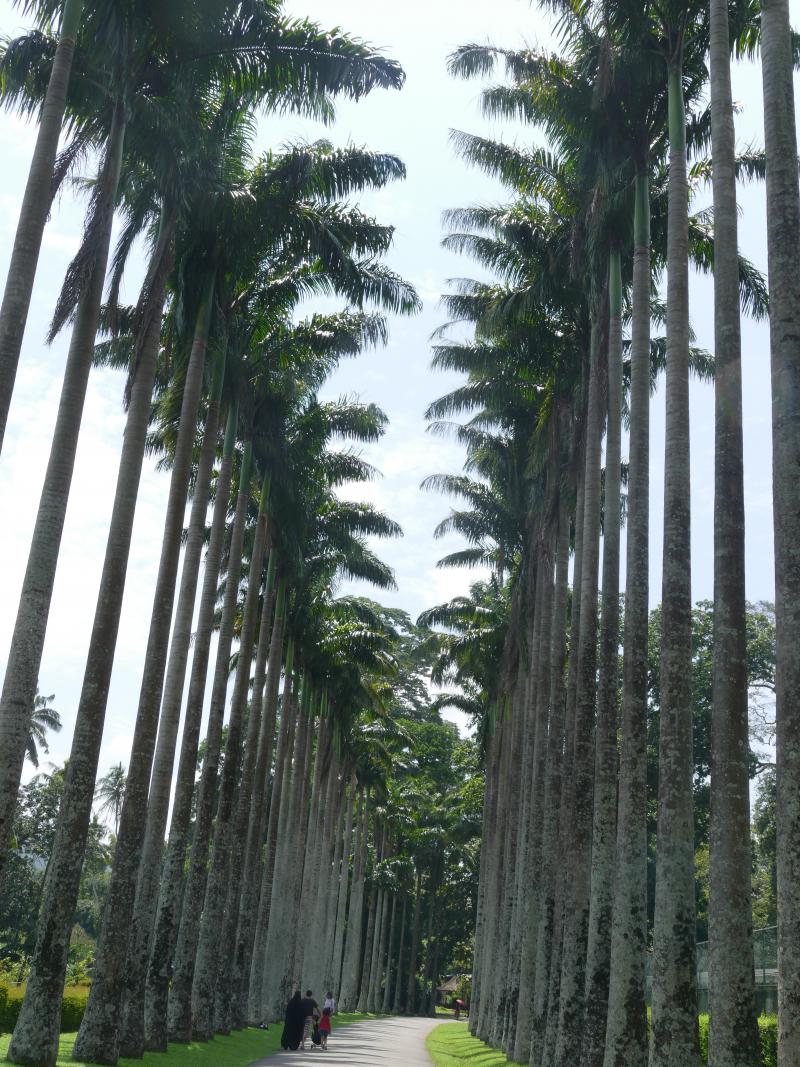 Królewski Ogród Botaniczny Peradeniya w Kandy. Istnieje od XIV w.
