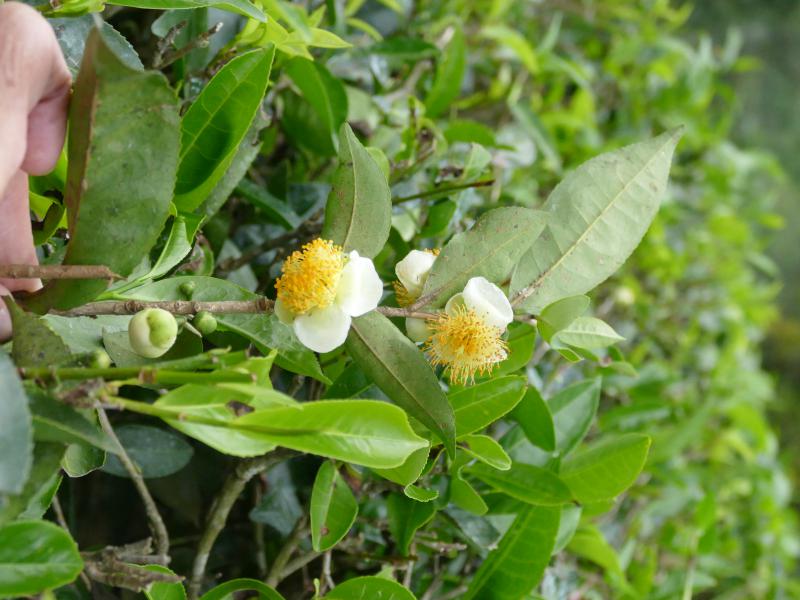 Herbaciany kwiat