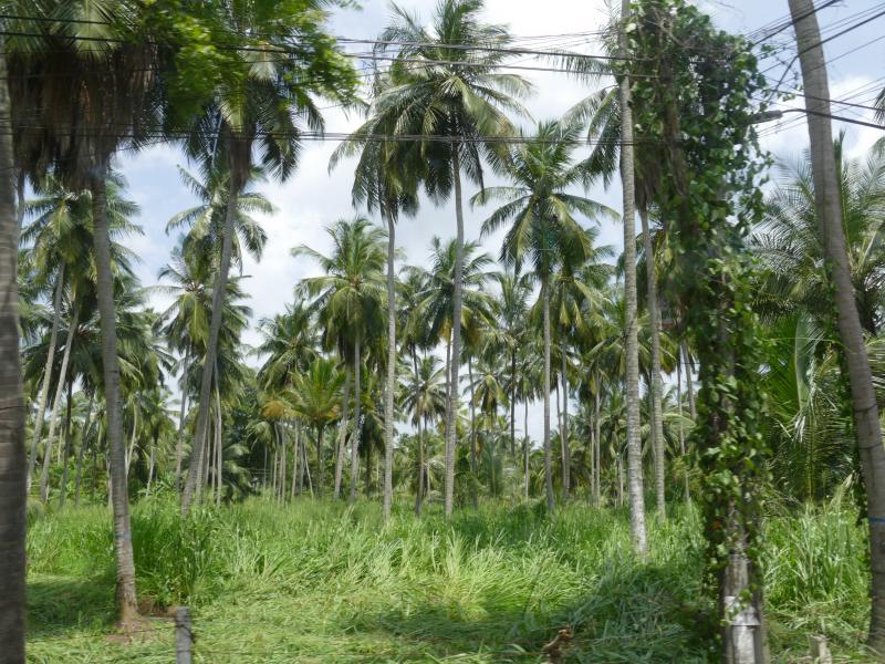 Palmowe gaje Sri Lanki