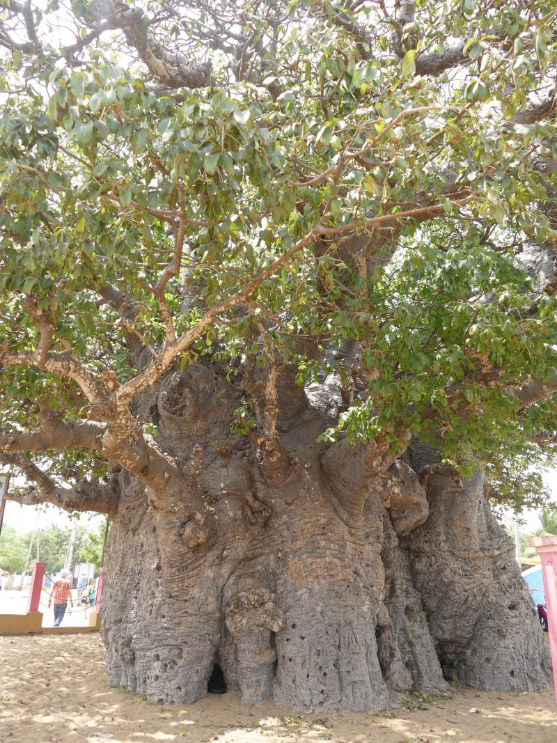 Specyfika Mannar. Pomnikowy baobab 