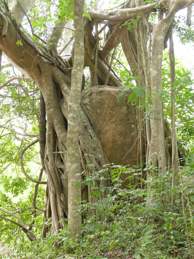 Kamień i drzewo –znaki czasu