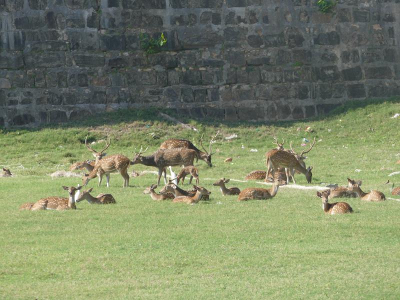 Osobliwość. Jelenie aksis pod murami portugalskiego fortu w Trincomalee. Żyją tylko w 	rezerwatach 