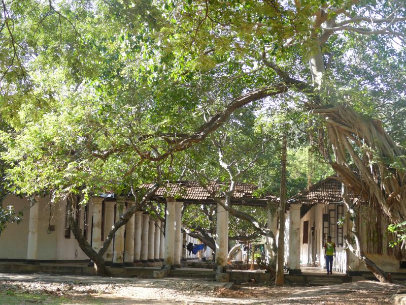Fort Frederick – holenderskie kolumny i lankijskie drzewa