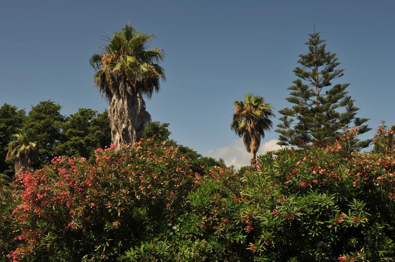 Korsyka palmy
