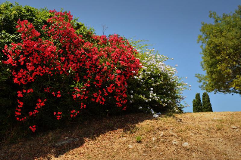 Korsyka rododendrony