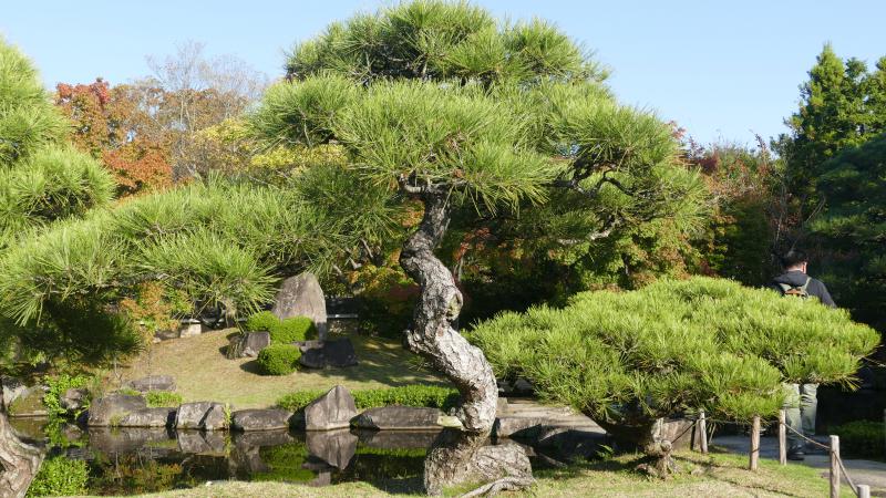 Kompozycja ogrodowa z charakterystyczną sosną ukształtowaną w japońskim stylu