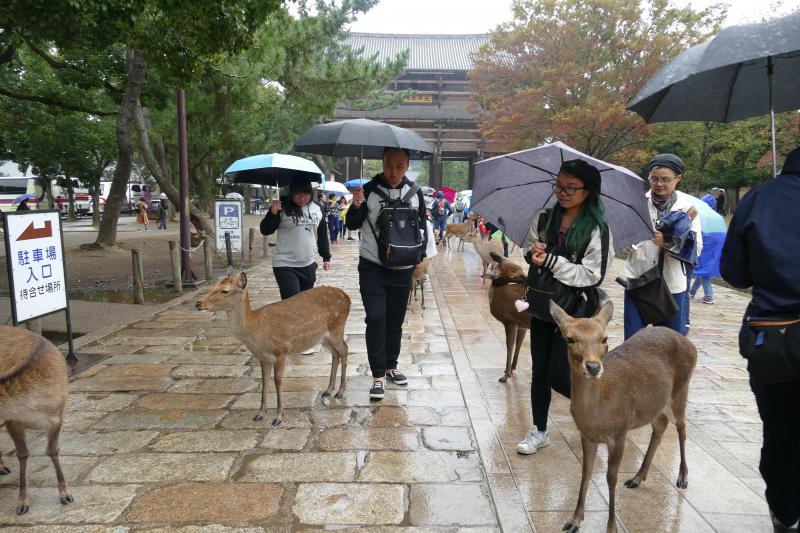 Daniele w parku Nara. W perspektywie Nio-mon  -  Wielka Brama Południowa prowadząca do  świątyni  Todaiji