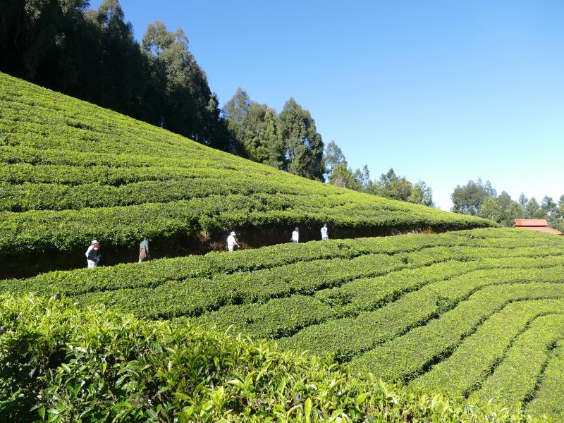 Plantacje herbaty