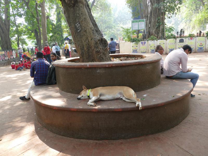 Mumbaj. Wejście do Wiszących Ogrodów na Malabar Hill. Pies śpi 