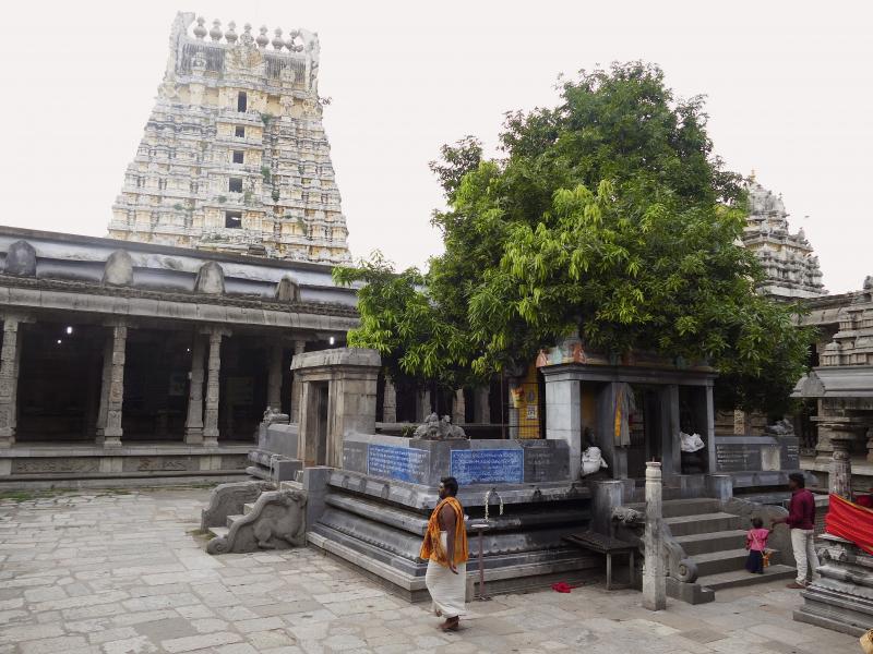 Dziedziniec.  Sanktuarium świętego  Drzewa Mangowca bogini Parwati/Kamakshi, rosnącego tu od  3,5 tys. lat